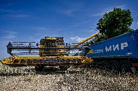 Rapeseed harvesting in Zaporizhzhia Region